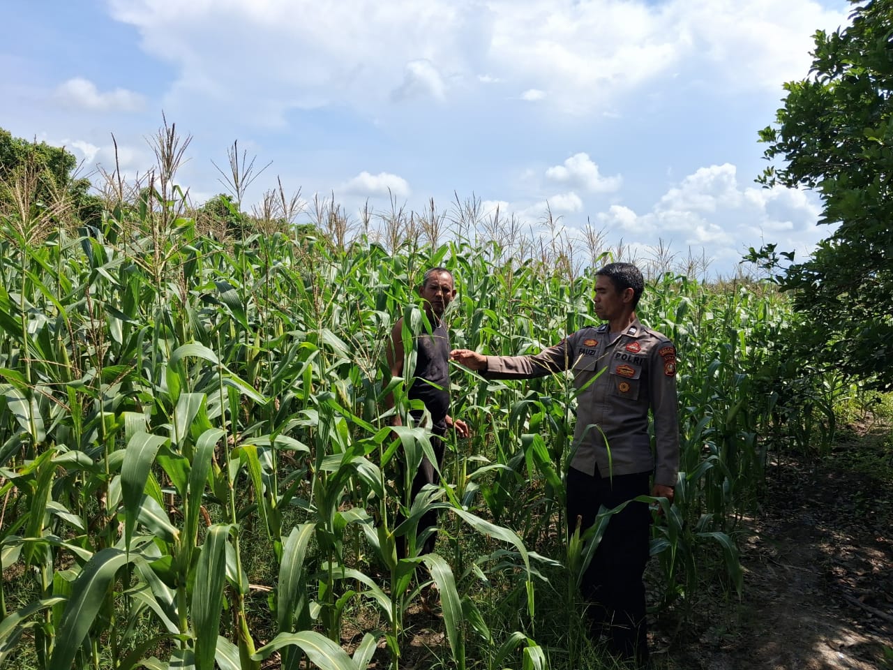 Polsek Rupat Lakukan Pengecekan Tanaman Jagung di Batu Panjang Dukung Swasembada Pangan 2026