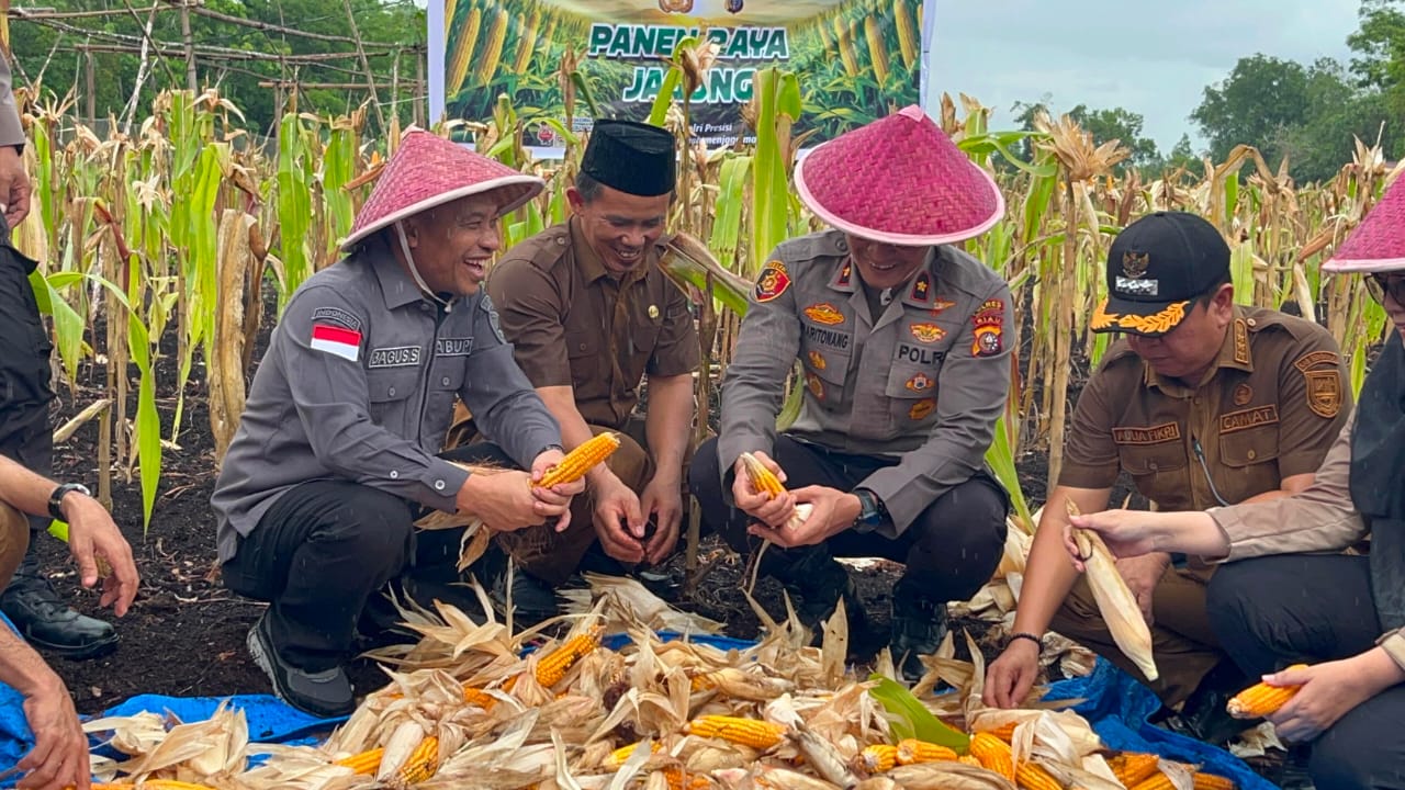 Panen Raya Jagung di Bantan, Wujud Nyata Dukungan Polres Bengkalis terhadap Swasembada Pangan 2026