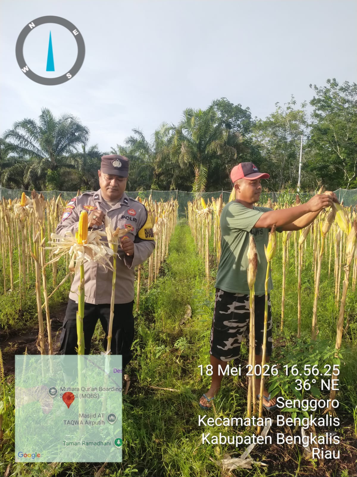 Polsek Bengkalis Intensifkan Pemantauan dan Perawatan Jagung Pipil, Dukung Swasembada Pangan Nasional