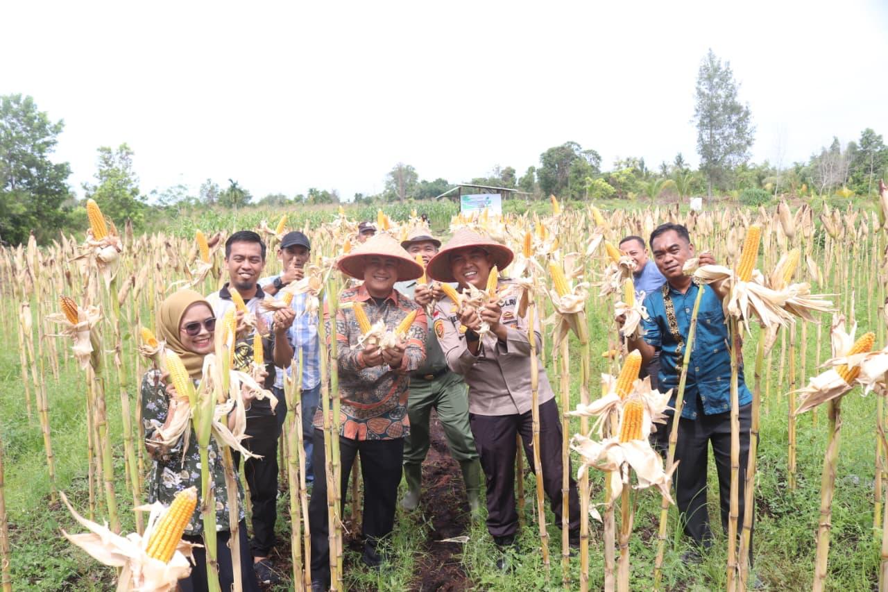 Panen Raya Jagung BUMDes Dara Sembilan Digelar, Wujud Nyata Ketahanan Pangan Desa Senggoro