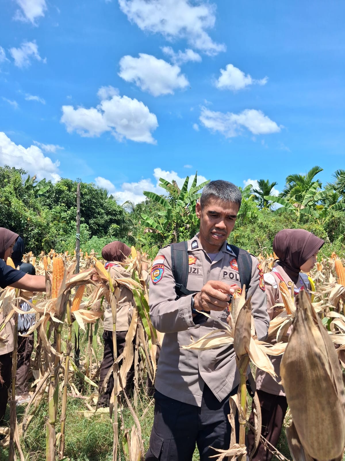 Polres Bengkalis Melalui Polsek Rupat Cek Perkembangan Tanaman Jagung, Siap Panen Juni 2026