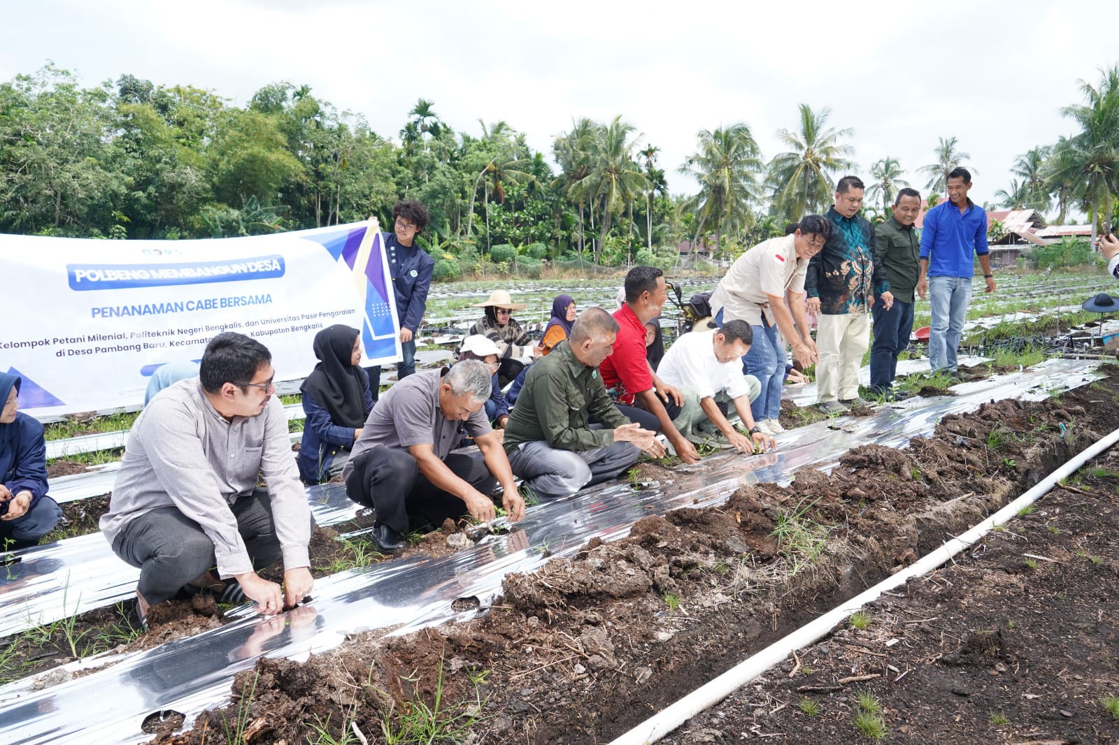 Tanam 12 ribu Lebih Bibit Cabe, Polbeng Perkuat Ketahanan Pangan Desa Pambang Baru Lewat Teknologi Tepat Guna